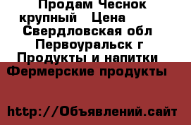 Продам Чеснок крупный › Цена ­ 150 - Свердловская обл., Первоуральск г. Продукты и напитки » Фермерские продукты   